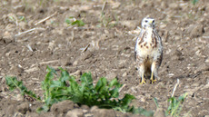 Mäusebussard_ (5).jpg